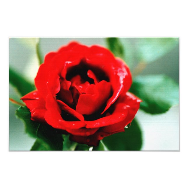 Foto Red Rose Love (Frente)