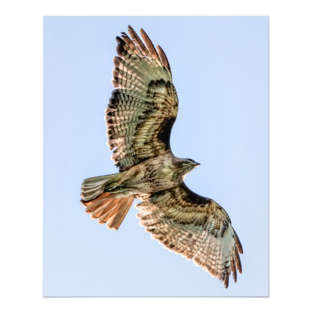 Foto Red-Tailed Hawk in Flight – Wildlife Wall Art (Frente)