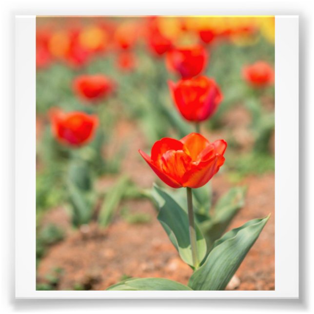 Foto Red Tulip Garden (Frente)