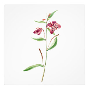 Foto Red Willowweed Reverie: Viejo Botánico