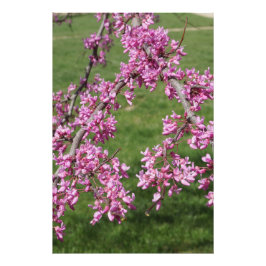 Foto Redbud de 24"x36"