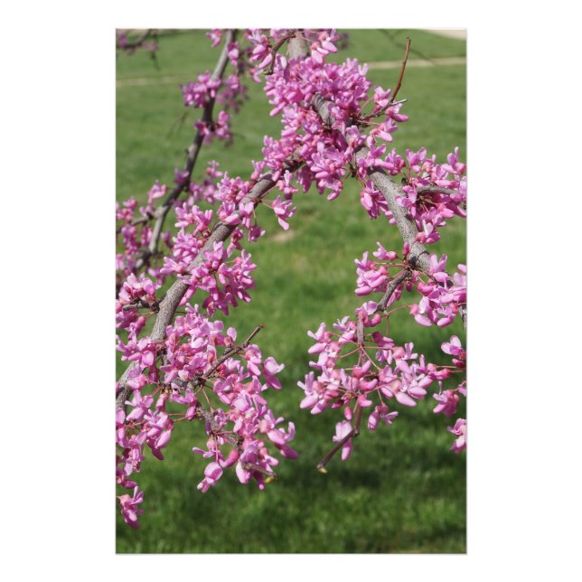 Foto Redbud de 24"x36" (Frente)