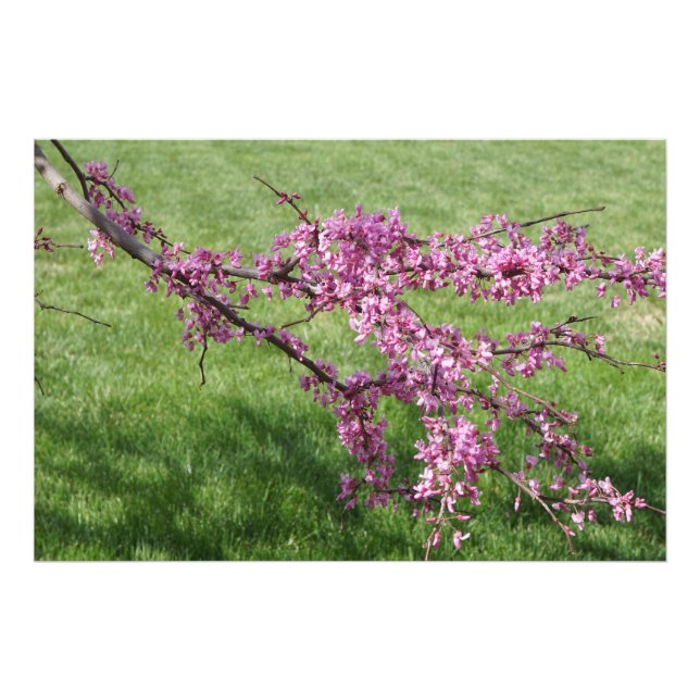 Foto Redbud de 36"x24" (Frente)
