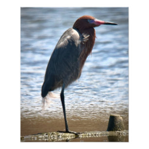 Foto Reddish Egret
