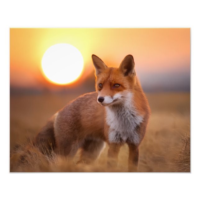 Foto Redfox (Frente)