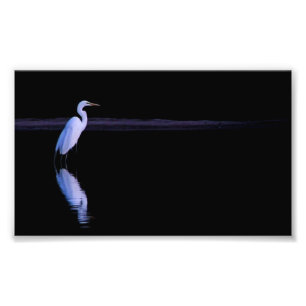 Foto reflexión de un Egret