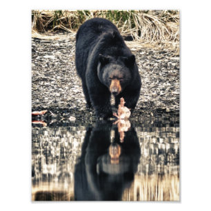 Foto Reflexiones del oso negro