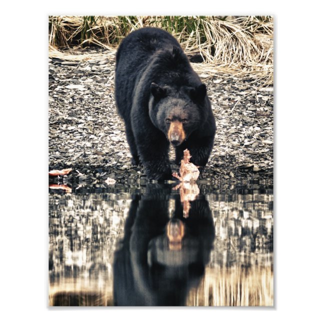 Foto Reflexiones del oso negro (Frente)