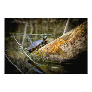 Foto Registro de la tortuga