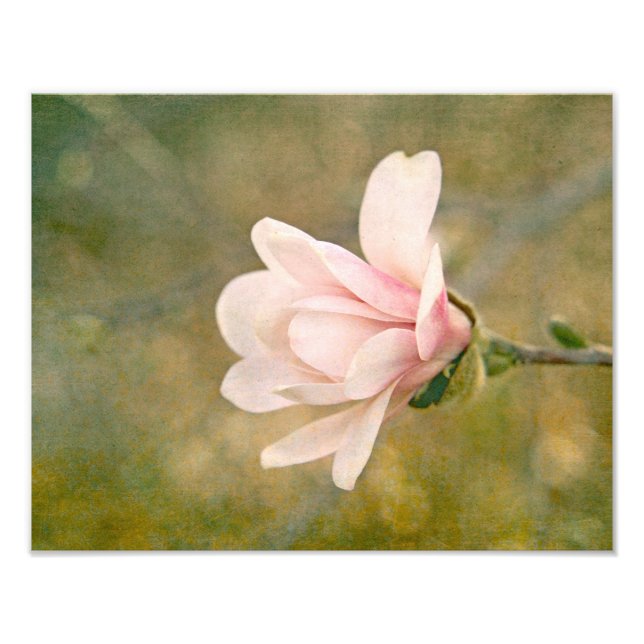 Foto Reina Magnolia (Frente)
