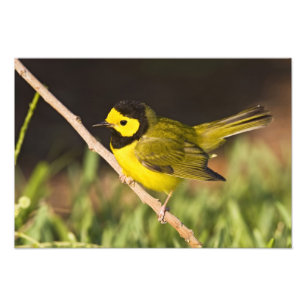 Foto Reinita Cabecinegra (Wilsonia citrina)