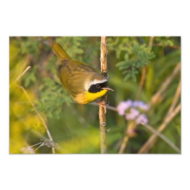 Foto Reinita Común (Geothlypis trichas) macho, (Frente)