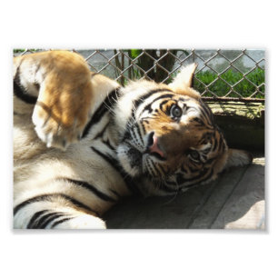 Foto Reino del tigre