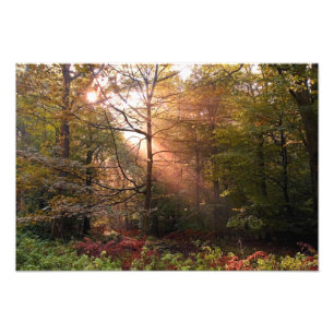 Foto Reino Unido. Bosque de Dean. Rayo de sol que penet