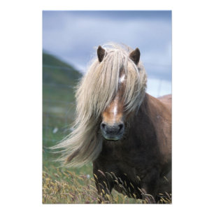 Foto Reino Unido, Escocia, Islas Shetland, pony Shetlan