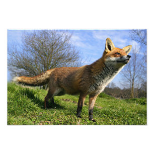 Foto Reino Unido, Inglaterra. Vulpes vulpes Red Fox