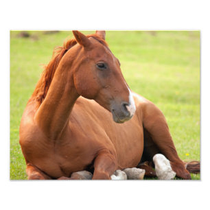 Foto Relajación De Caballos En Pastos Verdes
