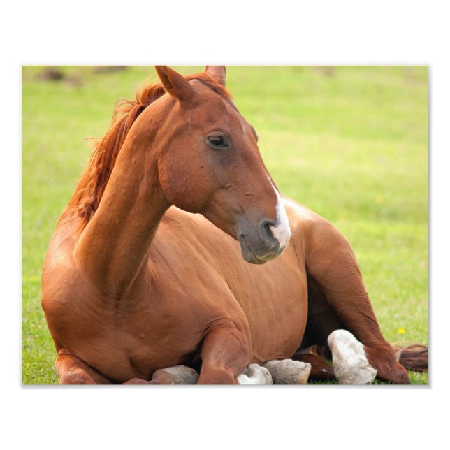 Foto Relajación De Caballos En Pastos Verdes (Frente)