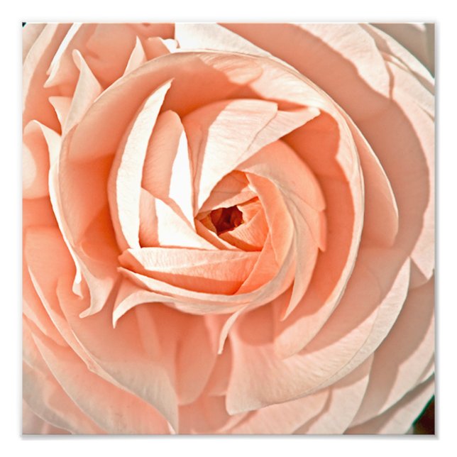 Foto Remolino de Ranunculus (Frente)
