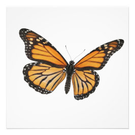 Foto Rentabilidad del monarca