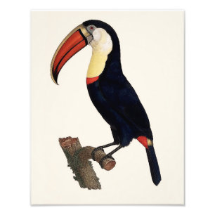 Foto Reproducción de Jacques Barraband "Tucan" Parrot 1