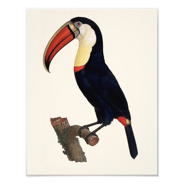 Foto Reproducción de Jacques Barraband "Tucan" Parrot 1 (Frente)