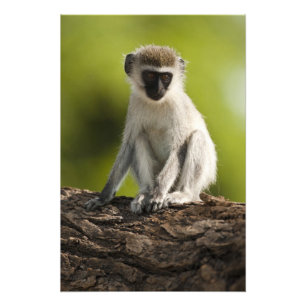 Foto Reserva de caza Samburu, Kenia, mono vervet,