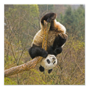 Foto Reserva de pandas de Wolong, China, 2 años y medio