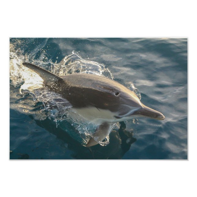 Foto Resident Rider (Frente)