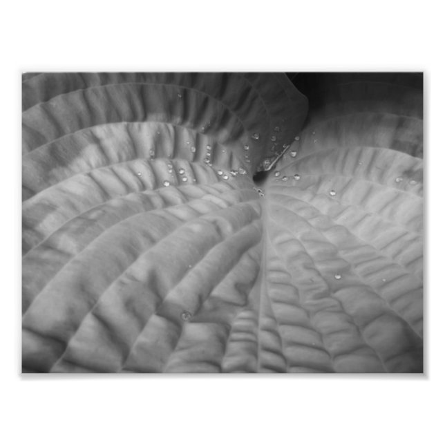 Foto Resumen de hojas y gotas de agua - B&W (Frente)