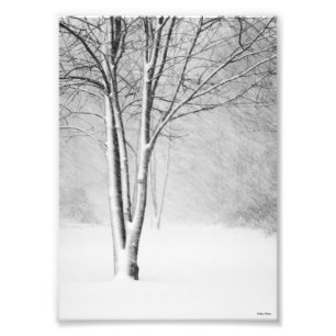 Foto Resumen de la extinción del árbol de nieve Blizzar