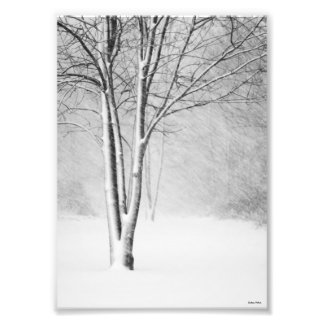 Foto Resumen de la extinción del árbol de nieve Blizzar