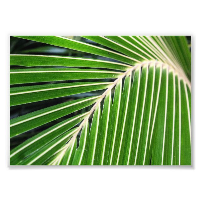 Foto Resumen de la hoja de palma verde (Frente)