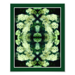 Foto Resumen de Rambling Wild White Roses 8 x 10