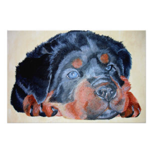 Foto Retrato artístico de Rottweiler Puppy Mascota