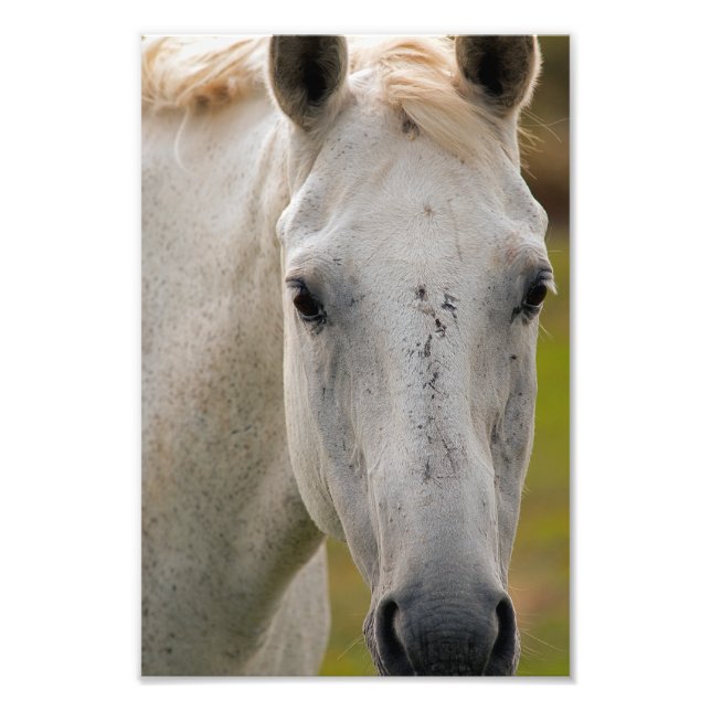 Foto Retrato blanco de caballo (Frente)