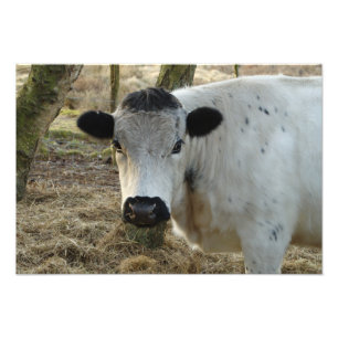 Foto Retrato blanco de la vaca