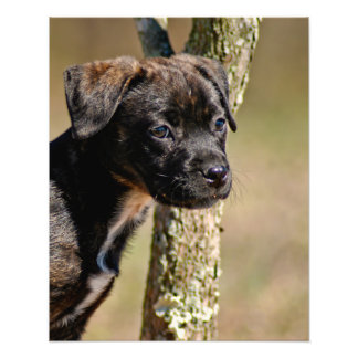 Foto Retrato de Brindle Puppy