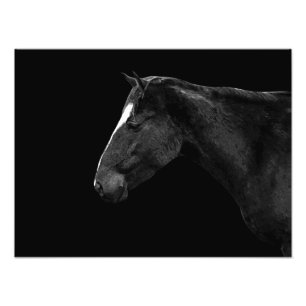 Foto Retrato de caballo