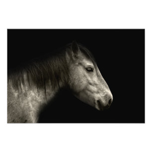 Foto Retrato de caballo