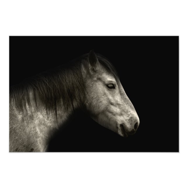 Foto Retrato de caballo (Frente)