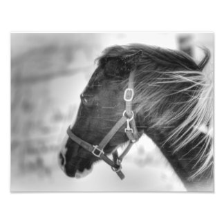 Foto Retrato de caballo blanco y negro