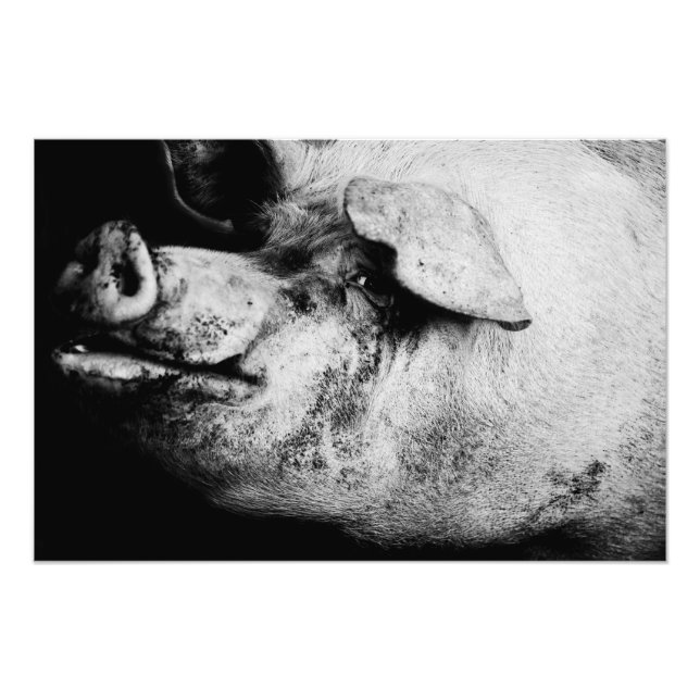 Foto retrato de cerdo (Frente)