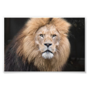 Foto Retrato de cierre de un león masculino