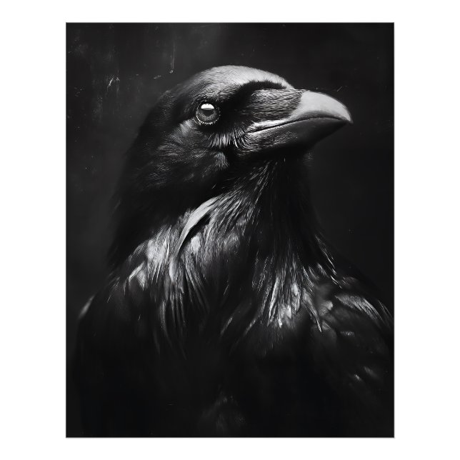 Foto Retrato de Cuervo Monocromo (Frente)