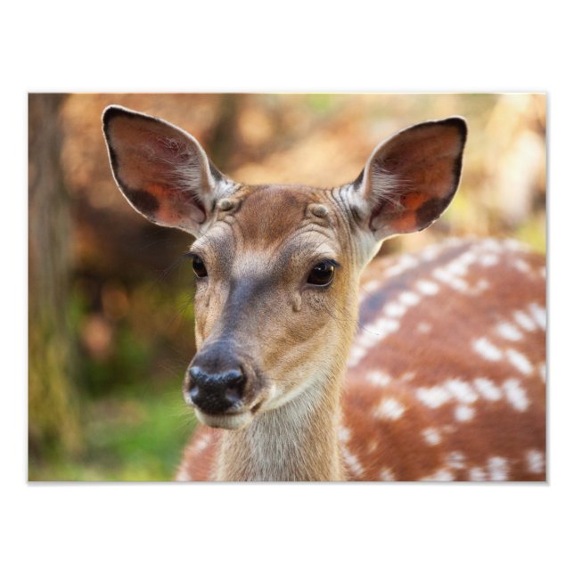 Foto Retrato de Deer Fawn (Frente)
