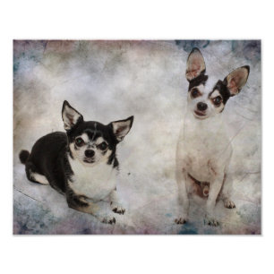 Foto Retrato de dos chihuahuas