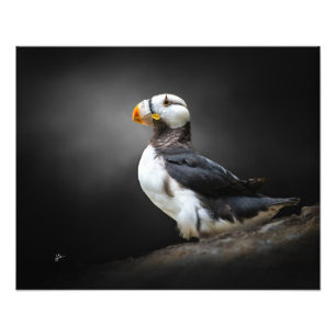 Foto Retrato de fauna silvestre de frailecillo cornudo 