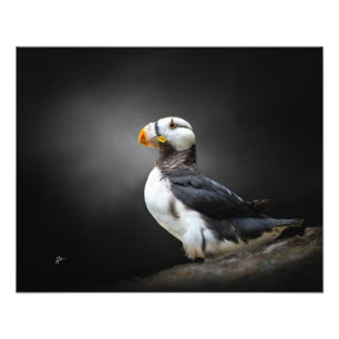 Foto Retrato de fauna silvestre de frailecillo cornudo