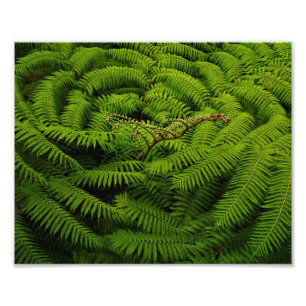 Foto Retrato de Fern Leaves
